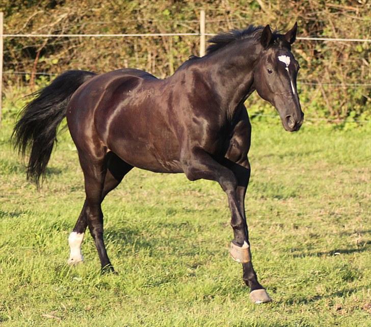 Mecklenburger Napoleon - Galop på folden.    -foto; mig. billede 2