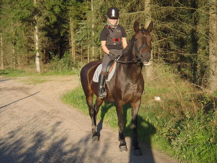 Dansk Varmblod Sun Shine  - i skoven. billede 10