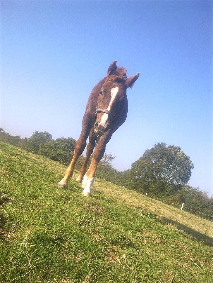 Dansk Varmblod /Oldenborg Safir - Safir der er hun lige kommet hjem til mig <3 billede 1