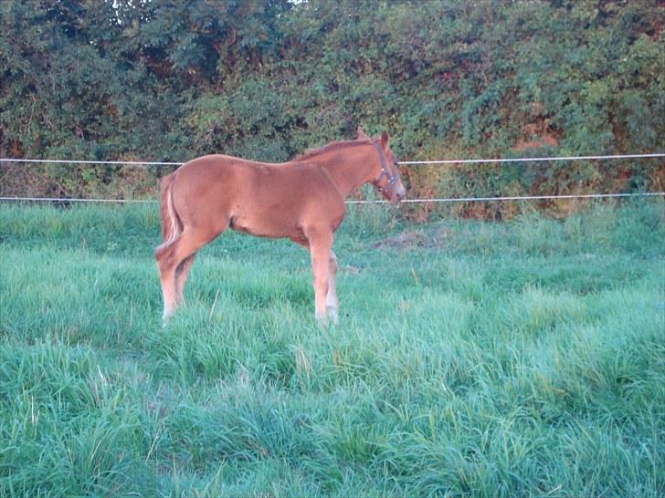 Dansk Varmblod /Oldenborg Safir - <3 billede 5