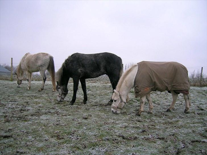 Anden særlig race Sky Jumper - solgt - 28/12 2004 med sine fold-mates billede 18