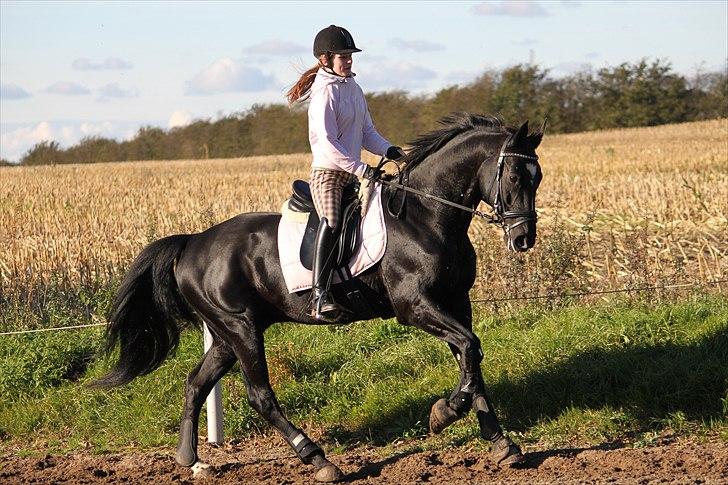 Mecklenburger Napoleon - Te amo! -foto; Pernille. billede 13