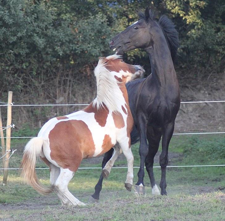 Mecklenburger Napoleon - Mere "uheldigt" billede xD.   -foto; mig billede 15