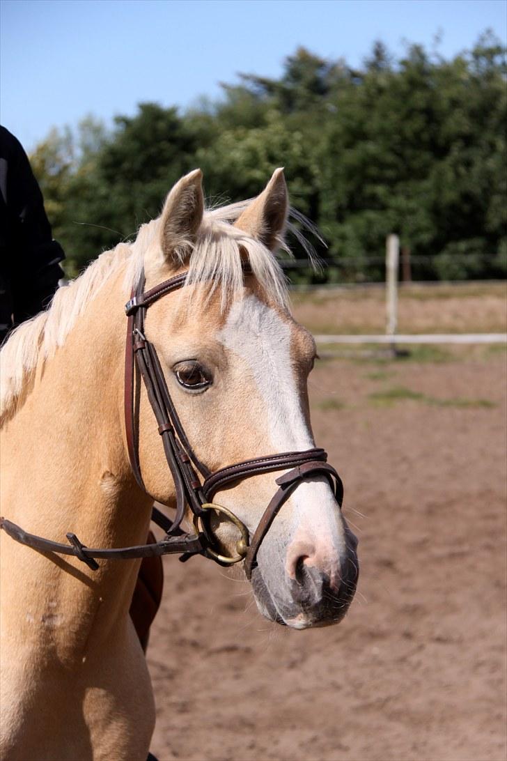DSP Solvanggårds Athera billede 1