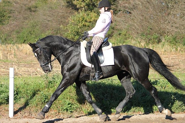 Mecklenburger Napoleon - Dressur hest! -foto; Pernille. billede 16