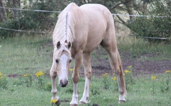 DSP Solvanggårds Athera billede 3