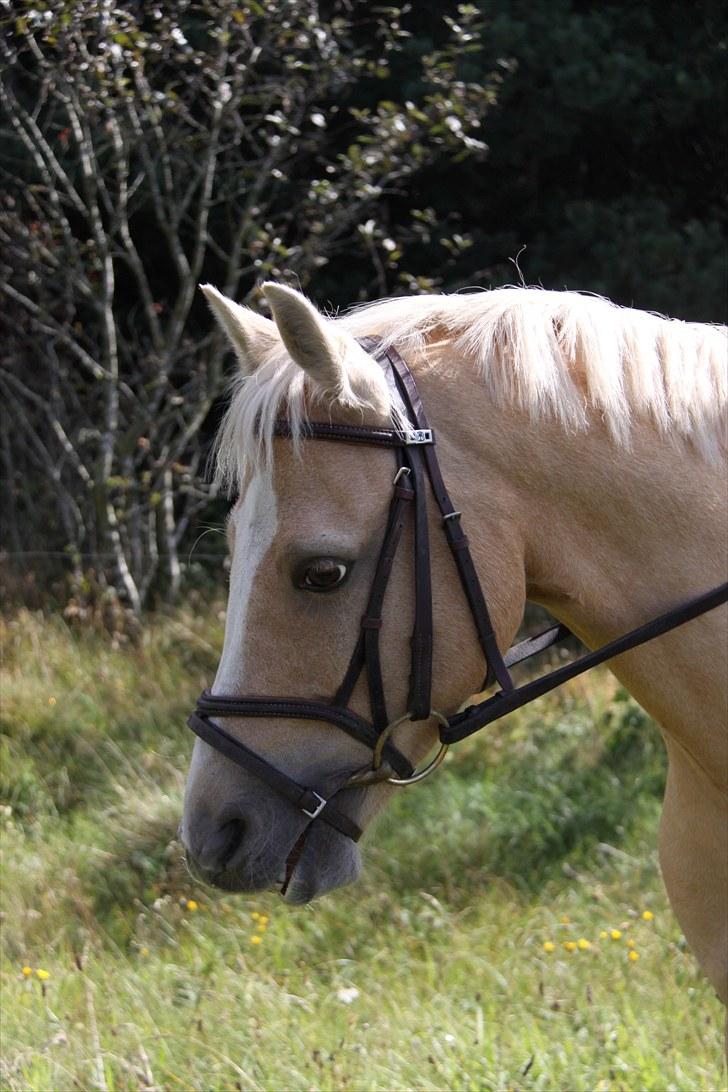 DSP Solvanggårds Athera billede 4