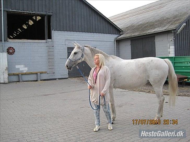 Dansk Varmblod La Troya ( solgt ) - Første gå tur i svendborg :) billede 8