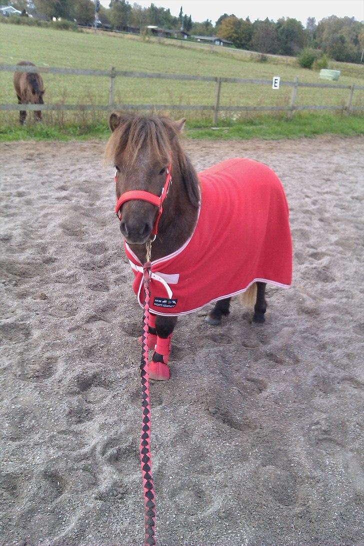 Shetlænder Alfa billede 1