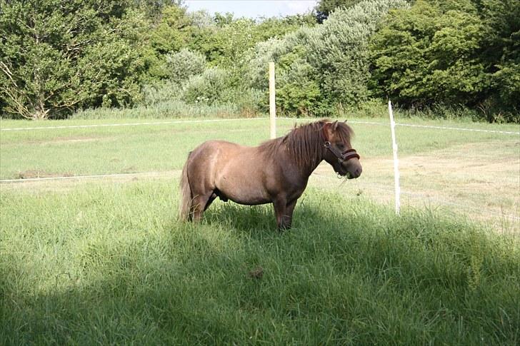 Shetlænder Alfa billede 2