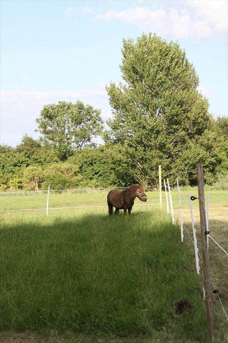 Shetlænder Alfa billede 3