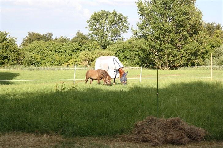 Shetlænder Alfa billede 5