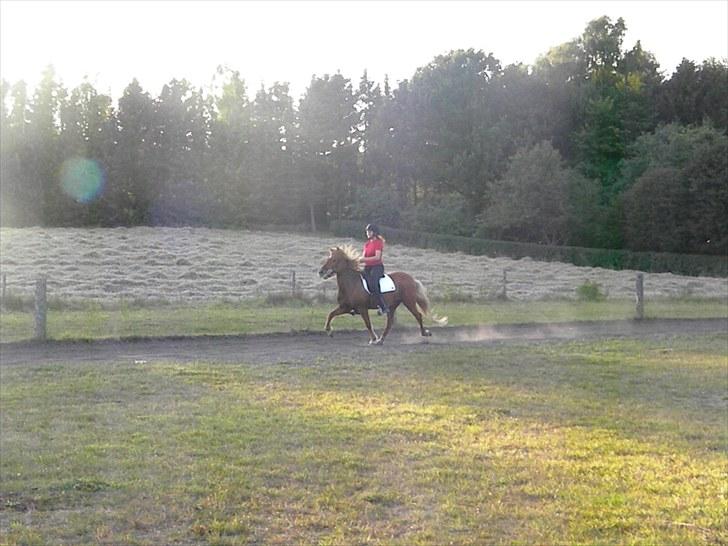 Islænder Freyja fra Akureyri - September 2010 billede 12