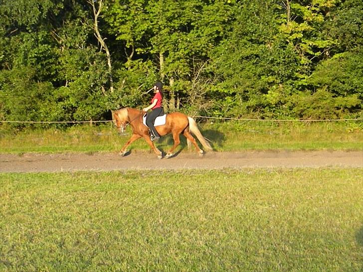 Islænder Freyja fra Akureyri - September 2010 billede 13