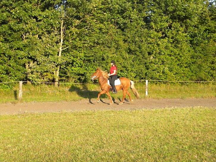 Islænder Freyja fra Akureyri - September 2010 billede 14