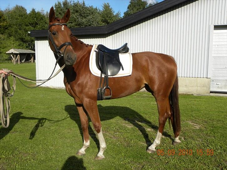 Dansk Varmblod Odessa *Solgt* billede 9