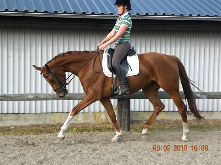 Dansk Varmblod Odessa *Solgt* billede 10