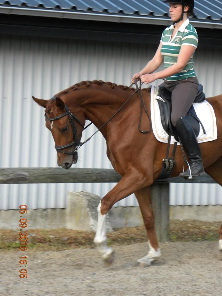 Dansk Varmblod Odessa *Solgt* billede 11