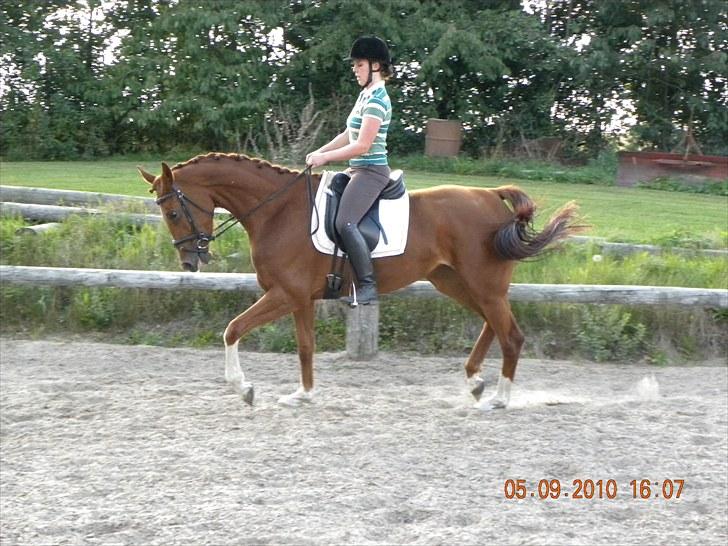 Dansk Varmblod Odessa *Solgt* billede 12