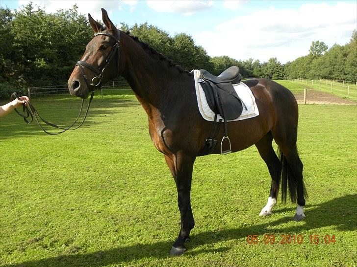 Dansk Varmblod Chester  billede 12