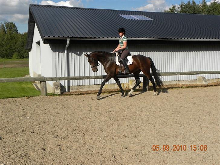 Dansk Varmblod Chester  billede 13