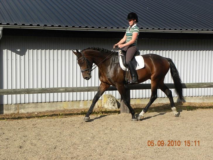 Dansk Varmblod Chester  billede 14