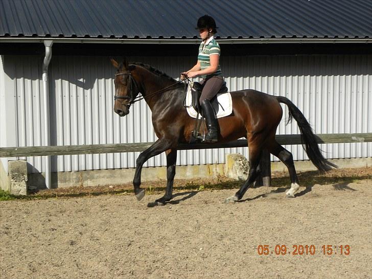 Dansk Varmblod Chester  billede 15