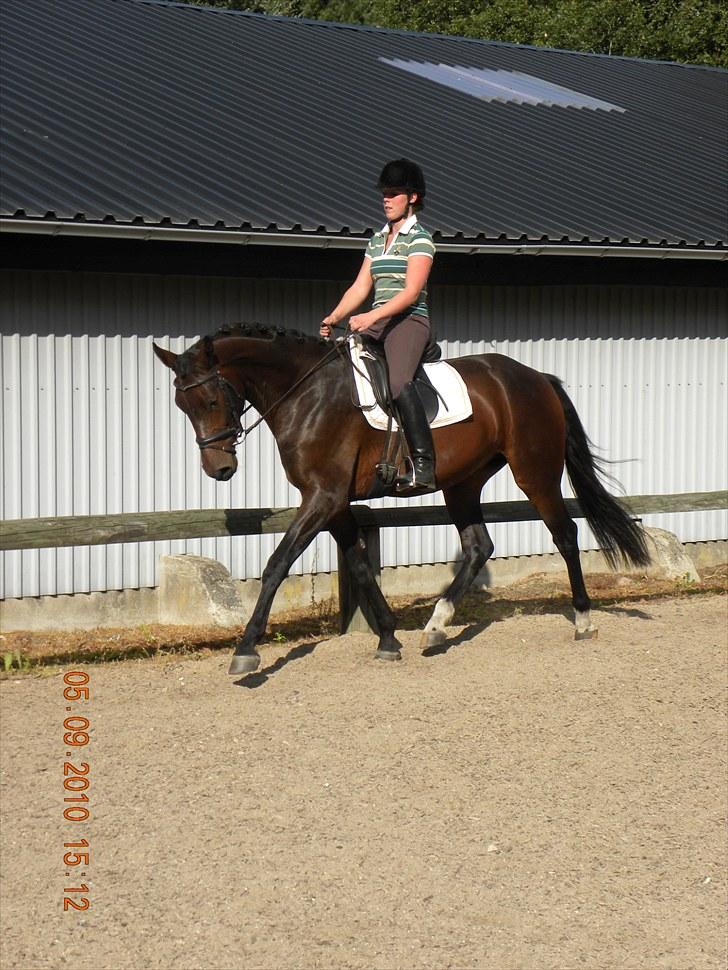 Dansk Varmblod Chester  billede 16