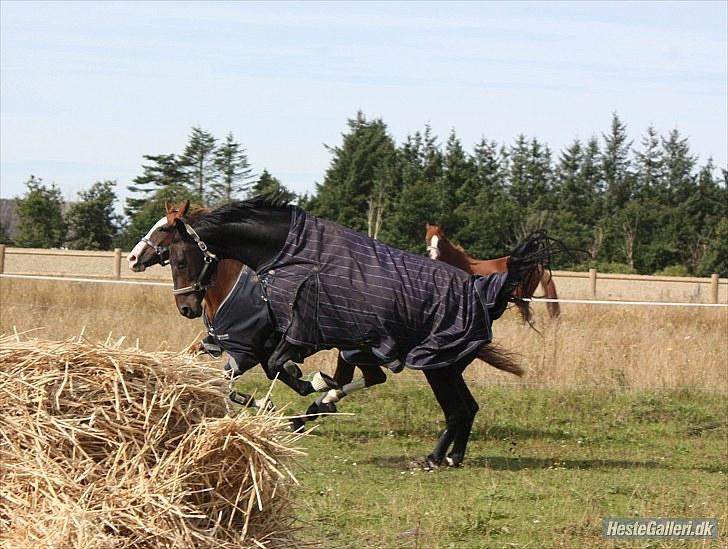 Dansk Varmblod Toftegården Don Aikido  - Jubii, det er bare sjovt :) billede 19