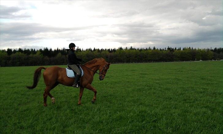 Dansk Varmblod Canton "R.I.P" billede 1