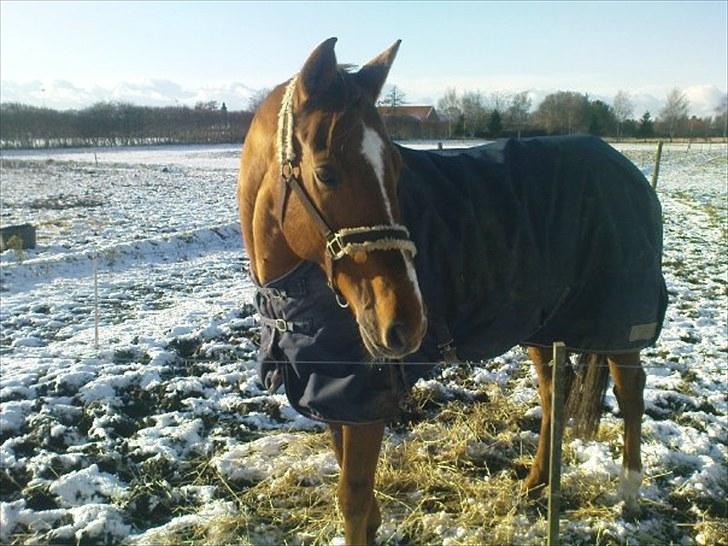 Dansk Varmblod Canton "R.I.P" billede 2