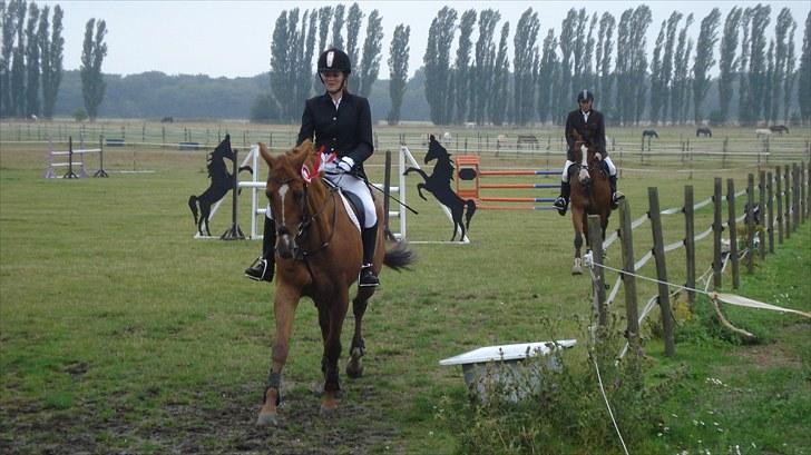 Dansk Varmblod Canton "R.I.P" billede 3