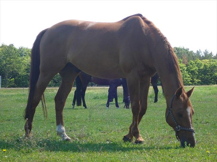 Dansk Varmblod Canton "R.I.P" billede 4