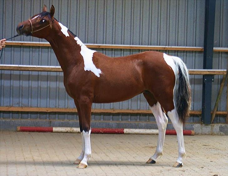 Pinto Araber Fareed Ibn El Hakim - Kåring i Hedensted d. 29/8 2009 billede 3