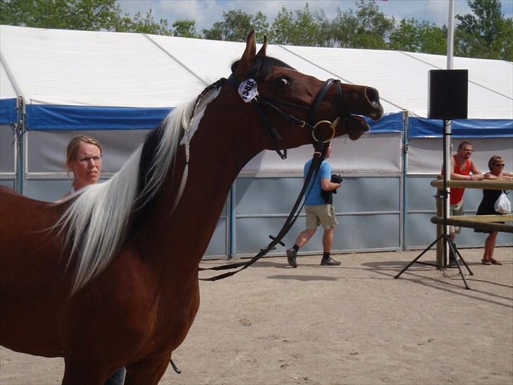 Pinto Araber Fareed Ibn El Hakim - Hej se mig. Roskilde 2010 billede 7
