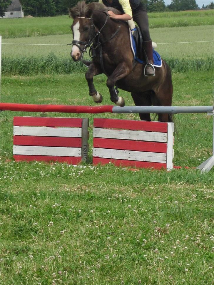 Svensk Sportspony  Lucas - ridelejr sommer 2010, spring træning. billede 8