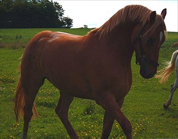 Welsh Partbred (Sec F) Stillebækkens Duracell billede 1