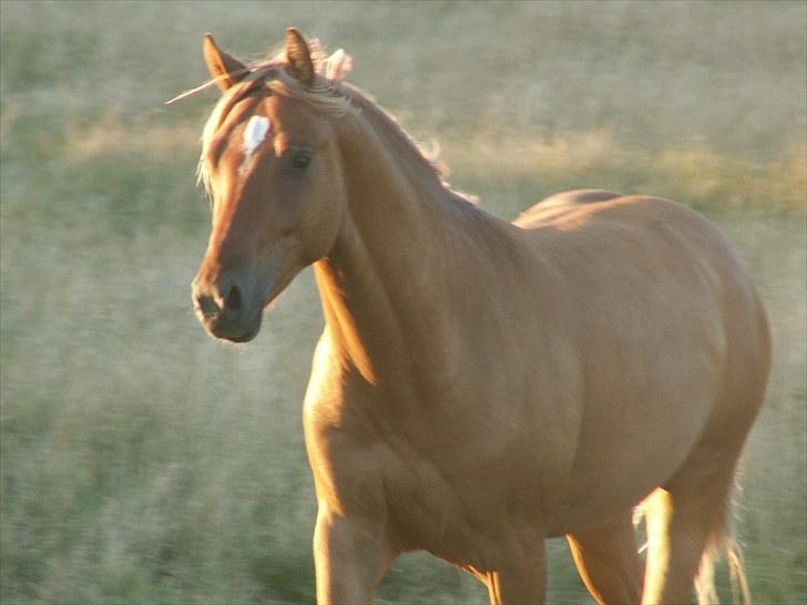 Welsh Partbred (Sec F) Stillebækkens Duracell billede 2