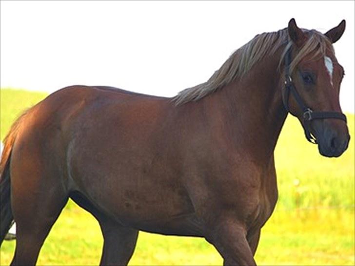 Welsh Partbred (Sec F) Stillebækkens Duracell billede 3