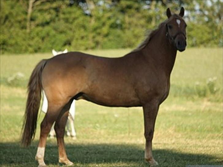 Welsh Partbred (Sec F) Stillebækkens Duracell billede 5