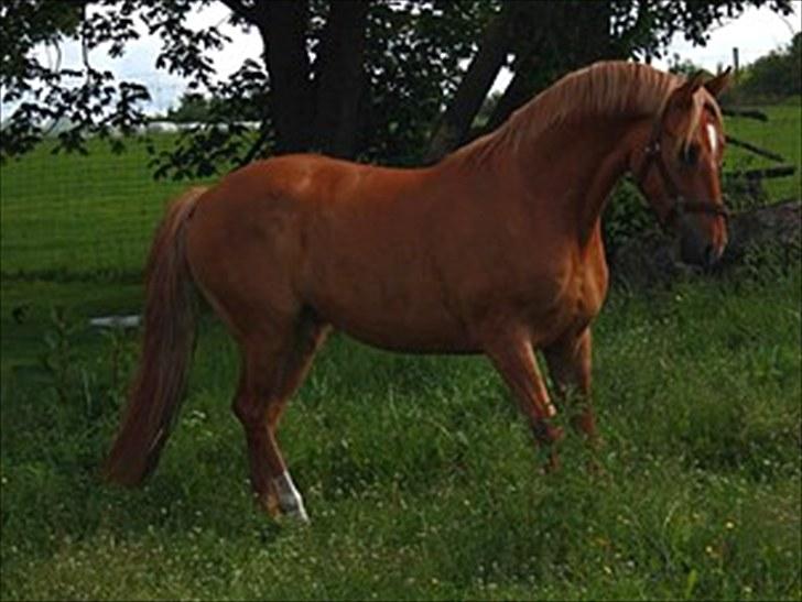 Welsh Partbred (Sec F) Stillebækkens Duracell billede 6