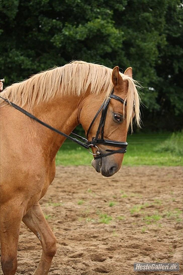 Welsh Partbred (Sec F) Stillebækkens Duracell billede 7