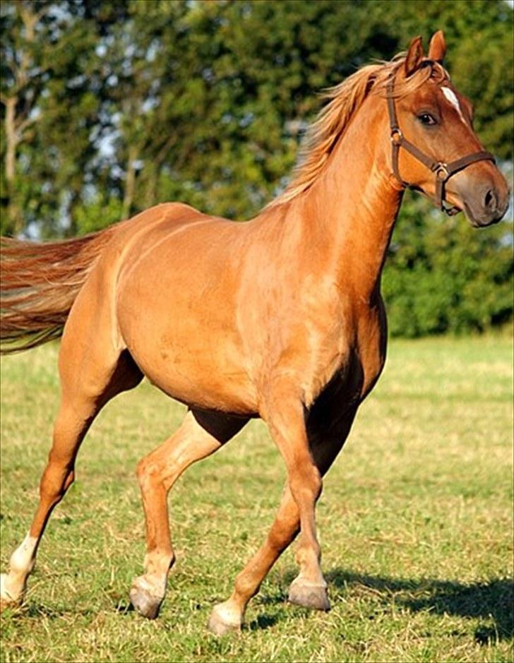 Welsh Partbred (Sec F) Stillebækkens Duracell billede 8