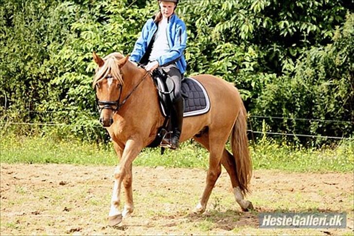 Welsh Partbred (Sec F) Stillebækkens Duracell - Marie på Duracell efter 1 måneds ridning. billede 10