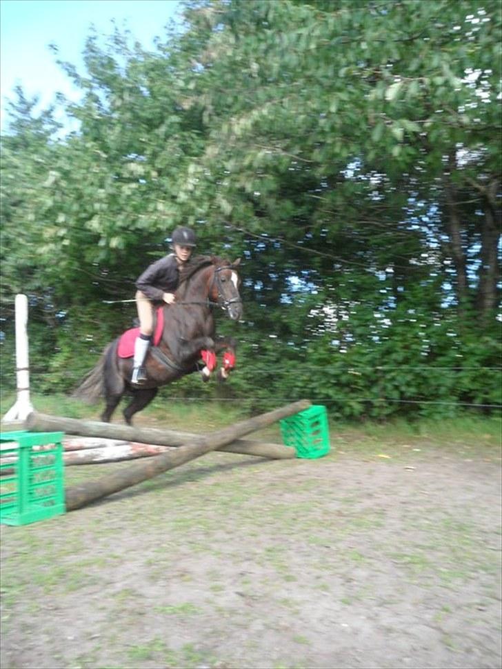 Welsh Pony (sec B) Starla af Ferslev - Gammelt-. billede 7