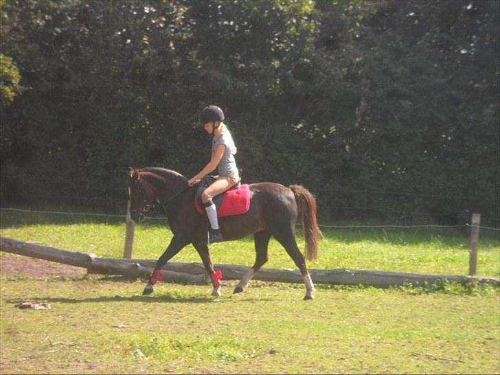 Welsh Pony (sec B) Starla af Ferslev - Mig & Starla <3  billede 8