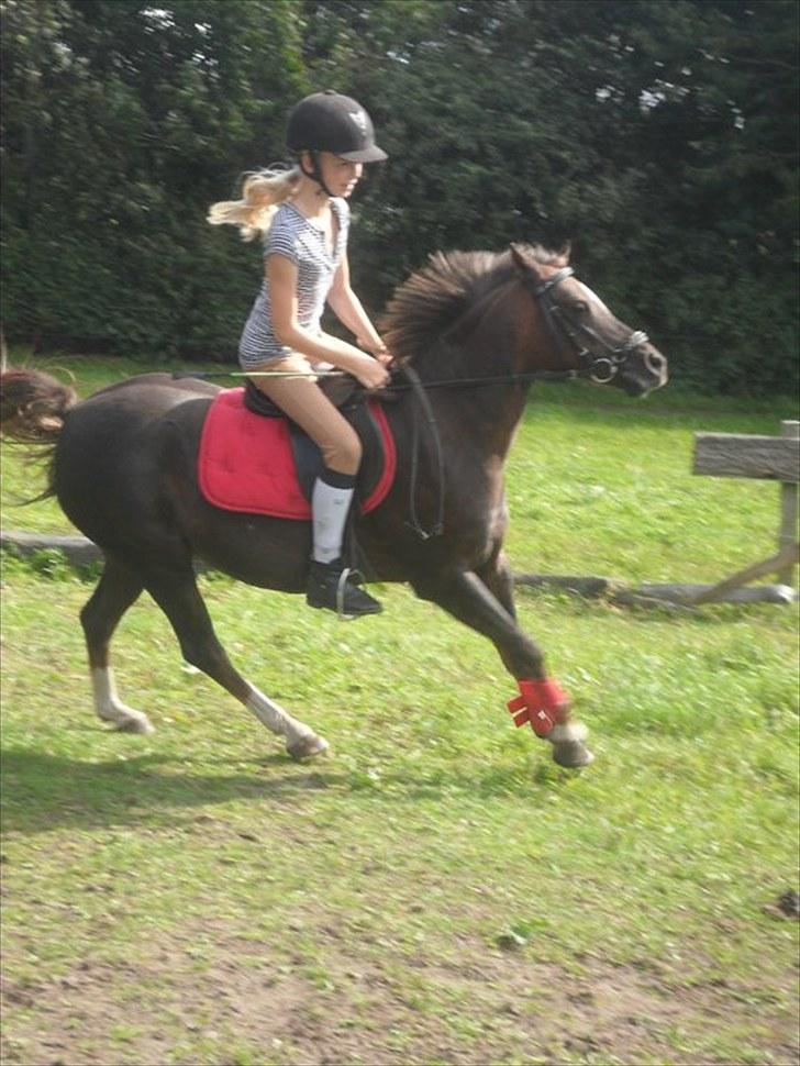 Welsh Pony (sec B) Starla af Ferslev - Gammelt.. billede 9