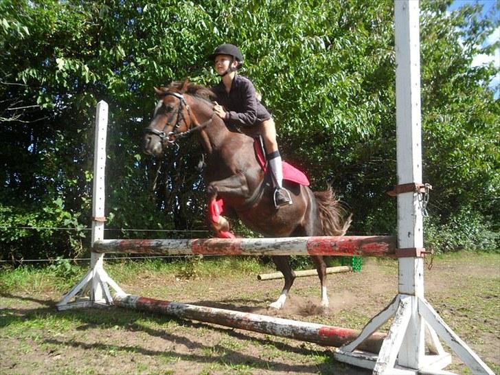 Welsh Pony (sec B) Starla af Ferslev - Mig og Starla <3  billede 10