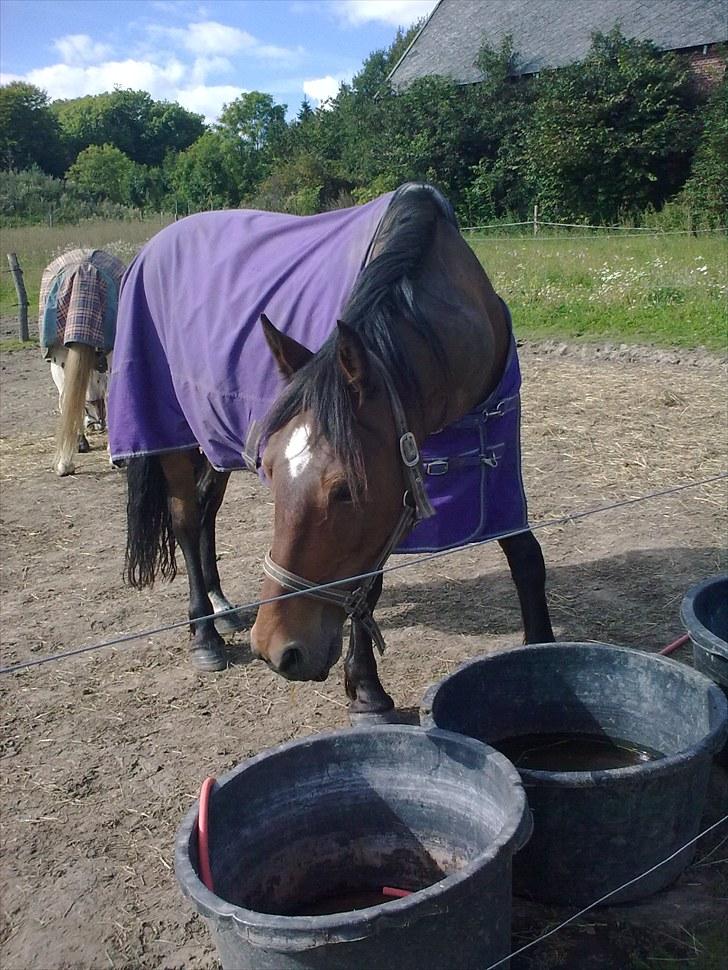 Welsh Cob (sec D) Donnovan - solgt - 5. september 2010. på folden billede 15
