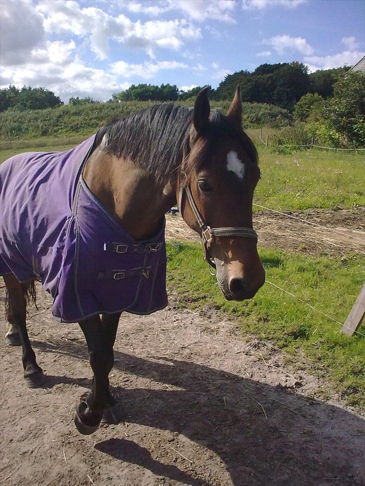 Welsh Cob (sec D) Donnovan - solgt - 5. september 2010. på folden billede 16